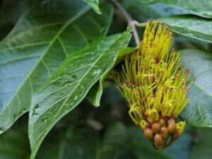 Combretum Fruticosum, Fire Flower - Plant