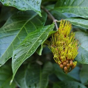 Combretum Fruticosum, Fire Flower - Plant