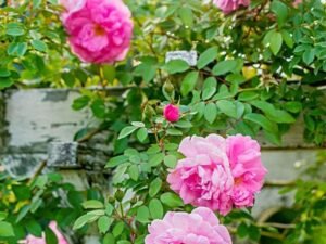 Creeper Rose - Plant