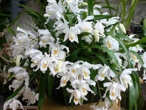 Angel Orchid, Crested Coelogyne - Plant