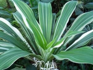 Crinum Lily Variegated - Plant