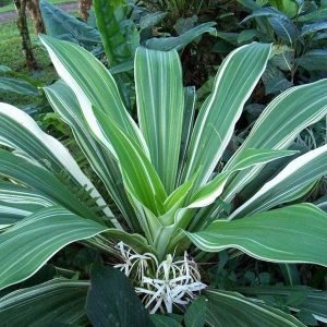 Crinum Lily Variegated - Plant