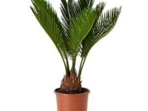 Cycas Plant, Sago Palm, Cycas revoluta - Plant