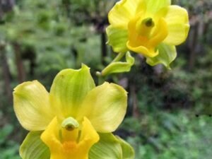 Cyrtopodium Paranaense Orchid - Plant
