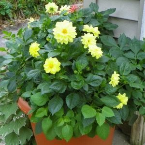 Dahlia (Any Color) - Plant