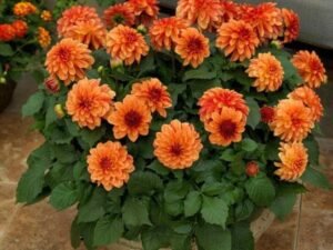 Orange Dahlia pinnata- Plant