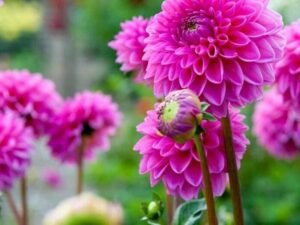Pink Dahlia - Plant