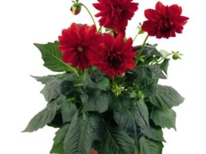 Red Dahlia - Plant