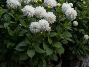 white Dahlia - Plant