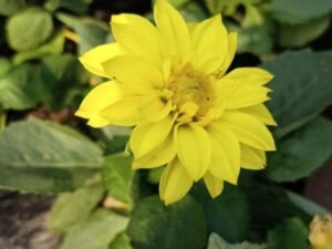 Dahlia Yellow Plant, Dahlia (Yellow) - Plant