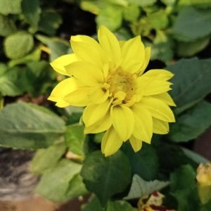 Dahlia (Yellow) - Plant