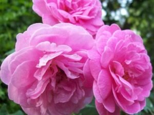 Damascus Rose, Scented Rose (Any Color) - Plant