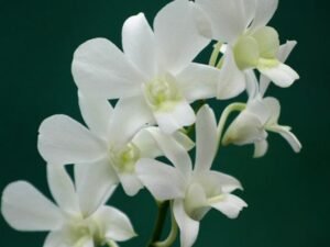 White Orchid Plant, Dendrobium Orchid (Any variety, White) - Plant