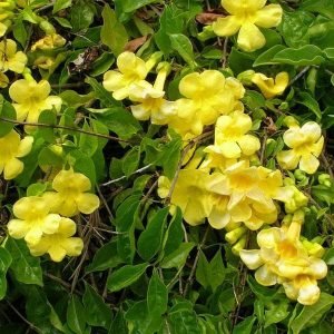 Dolichandra Unguis, Cat's Claw - Plant