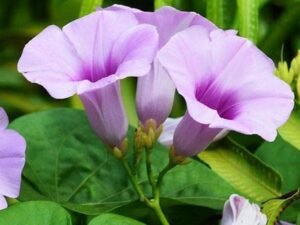 Elephant Creeper, Vidhara, Samudrasokha - Plant