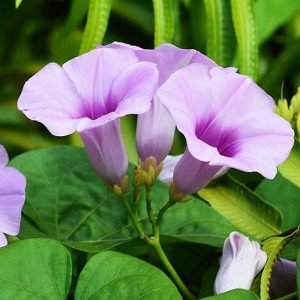 Elephant Creeper, Vidhara, Samudrasokha - Plant