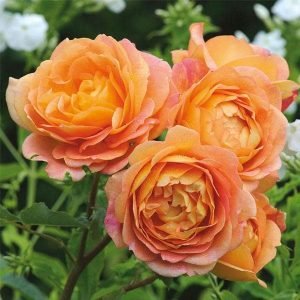 English Rose गुलाब (Orange) - Plant