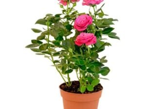Pink English Rose - Plant
