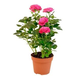 English Rose (Pink) - Plant