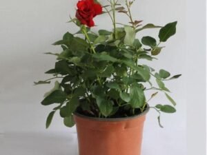 English Rose (Red) - Plant
