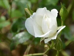 English Rose (White) - Plant