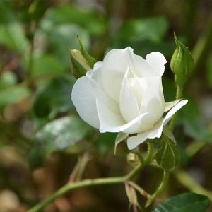 English Rose (White) - Plant