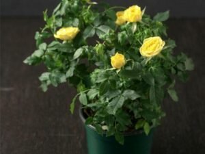 Yellow English Rose - Plant