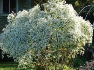 Euphorbia Leucocephala, Snowflake Euphorbia - Plant