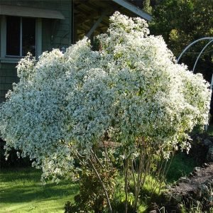 Euphorbia Leucocephala, Snowflake Euphorbia - Plant