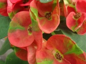 Euphorbia (Pink - Green) - Succulent Plant