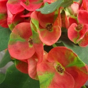 Euphorbia (Pink - Green) - Succulent Plant