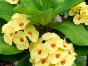 Yellow Euphorbia - Succulent Plant