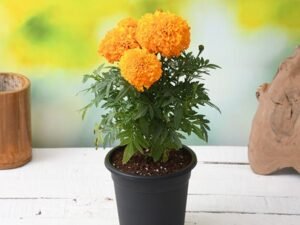 Orange African Marigold (Orange) - Plant