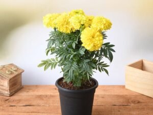 Yellow African Marigold- Plant