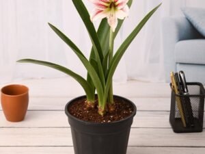 Amaryllis Lily Double (White Pink) - Plant