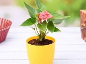 Anthurium (Any Color) - Plant