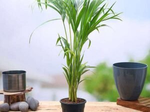 Areca Palm - Plant