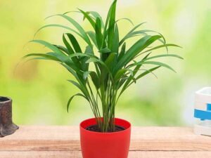 Areca Palm (Small) - Plant