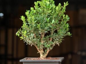 Boxwood Bonsai - Plant