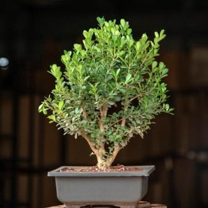 Boxwood Bonsai - Plant