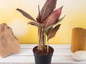 Variegated Canna (Orange Flower with Variegated Red Leaves ) - Plant