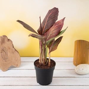 Canna (Orange Flower with Variegated Red Leaves ) - Plant