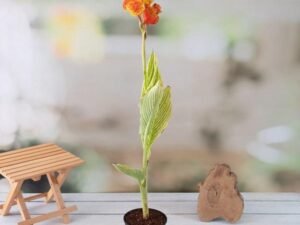 Orange Canna (Orange Flower with Variegated Yellow Leaves ) - Plant