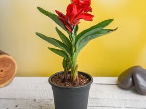 Red Canna (Red Flower with Green Leaves) - Plant