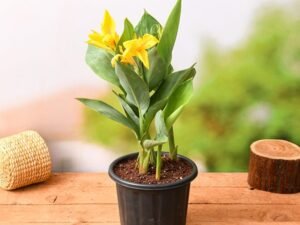 Yellow Canna (Yellow Flower with Green Leaves) - Plant