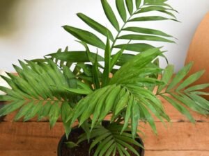 Chamaedorea elegans, Parlour Palm - Plant