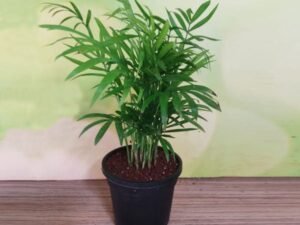 Small Chamaedorea elegans, Parlour Palm (Small) - Plant
