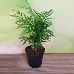 Chamaedorea elegans, Parlour Palm (Small) - Plant