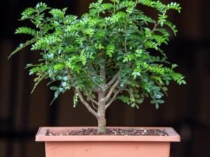 Chinese pepper Bonsai - Plant