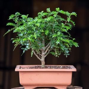 Chinese pepper Bonsai - Plant